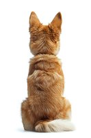 Back view of sitting ginger corgi dog with pointed ears and fluffy fur isolated on white background, ready for design use in advertising and promotional materials.