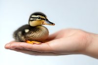 Baby mallard duckling sitting on human palm against light background, close up view of young waterfowl showing detailed feather pattern and orange beak.