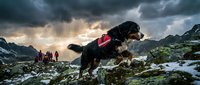 Mountain rescue dog with red harness standing on rocky alpine terrain during dramatic sunset with storm clouds and rescue team in background.