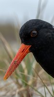 Close-up portrait of black oystercatcher bird with bright orange beak and golden eye in natural wetland habitat for wildlife photography projects.