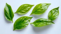 Fresh green basil leaves arranged on white background, isolated herb ingredients for cooking and garnish. Natural organic aromatic spice pattern layout.