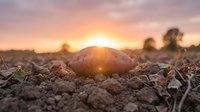Fresh potato lying on fertile soil during golden hour sunrise in agricultural field with warm sunlight creating dramatic farming landscape scene.