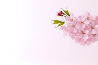 Delicate pink cherry blossoms with fresh green leaves against soft pink background, creating gentle spring atmosphere for romantic and seasonal designs.