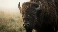 Majestic brown bison with curved horns standing in natural grassland habitat during golden hour light creating warm atmospheric wildlife portrait.