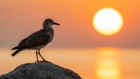 Seagull silhouette perched on rock during golden sunset over calm ocean water with warm orange sky reflecting on sea surface for nature photography.