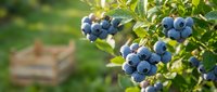 Fresh ripe blueberries growing on bush with green leaves in organic farm garden. Healthy superfood harvest ready for picking in summer season.