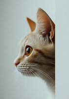 Close-up profile view of cream colored cat with amber eyes peering from behind wall, showing detailed whiskers and fur texture against minimal light background.
