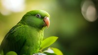 Green eclectus parrot close-up portrait showing vibrant feathers and curved beak against natural blurred background, displaying exotic bird's distinctive features.