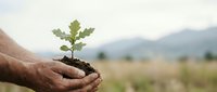 Male hand holding young seedling with soil against blurred agricultural field and mountains, symbolizing growth, environmental conservation, and sustainable farming practices.