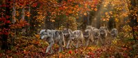 Wolf pack walking through autumn forest with vibrant fall foliage and colorful leaves scattered on ground creating natural wildlife scene.