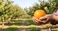 Farmer holding fresh orange in hand at orchard during harvest season, showcasing organic citrus fruit production and agricultural work in sunny outdoor setting.