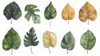 Watercolor tropical and autumn leaves collection featuring monstera, philodendron, and other botanical elements on white background, isolated design elements.