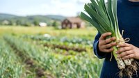 Farmer holding fresh harvested leeks with soil roots visible, standing in vegetable field with farm buildings in background. Organic produce and agriculture.