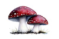 Red amanita muscaria mushrooms with white spots growing in grass, watercolor style botanical illustration on white background, nature study artwork.