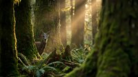 Deer family grazing peacefully in enchanted forest with golden sunlight streaming through moss-covered trees and lush ferns creating magical woodland atmosphere.