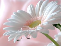 White gerbera daisy flower with water drops on petals against soft pink background, macro photography showing delicate details and dewdrops reflection.