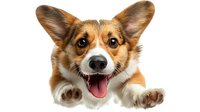 Happy Pembroke Welsh Corgi puppy with paws up and tongue out against white background, showing playful expression and distinctive fox-like features.