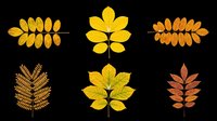 Six autumn leaves in yellow, orange, and red tones, isolated on transparent background. Ready for fall clipart, stickers, t-shirt design, print on demand, and sublimation projects.