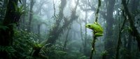 Misty tropical rainforest with lush green vegetation and atmospheric fog creating mysterious jungle environment for nature and adventure themes.