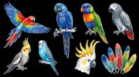 Colorful parrot collection featuring macaws, budgies, and cockatoos isolated on transparent background. Ready for t-shirt designs, clipart, stickers, sublimation, and print-on-demand products.