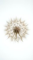 Dried dandelion seedhead isolated on white background, ready for design projects, botanical illustrations, and creative compositions.