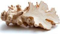Fresh ginger root with peeled skin showing white flesh interior isolated on white background for culinary cooking and natural health remedies.