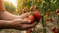 Farmer hands gently harvesting fresh ripe red tomatoes from vine in organic garden during golden hour sunset light for healthy eating and agriculture.