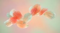 Delicate coral and peach flower petals floating on soft pastel gradient background creating dreamy ethereal botanical composition for wellness designs.