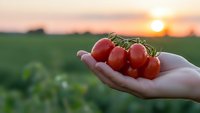 Fresh ripe red tomatoes on vine held in cupped hands at sunset in agricultural field, organic farming harvest concept for healthy eating and agriculture.