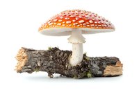 Red and white spotted amanita muscaria mushroom growing on old tree bark with moss, isolated on white background for nature and botanical designs.