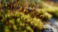 Moss with golden spore capsules growing on stone surface, macro nature photography for botanical and environmental design projects.