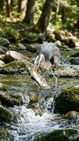 Great blue heron catching fish in forest stream with water splashing around rocks and moss-covered stones in natural woodland habitat.