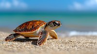 Sea turtle hatchling crawling on sandy beach toward ocean with turquoise water and blue sky background for wildlife conservation and marine life concepts.