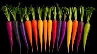 Colorful rainbow carrots arranged in row on black background, fresh organic heirloom vegetables with green tops showing variety and healthy eating concept.
