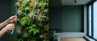 Person spraying water on vertical garden wall with air plants and succulents in modern minimalist interior space with concrete elements and natural lighting.