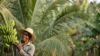 Close-up of male farmer in straw hat inspecting banana bunches on plantation. Agricultural worker examining tropical fruit crops in lush green foliage.