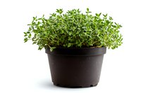 Fresh organic thyme growing in brown plastic pot isolated on white background, aromatic culinary herb plant with small green leaves for cooking and gardening.