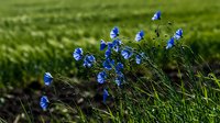 Blue wildflowers blooming in green meadow with soft natural lighting creating peaceful spring garden scene for nature backgrounds and botanical designs.