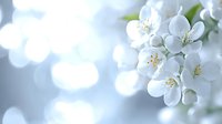 Delicate white cherry blossoms with soft bokeh background create serene spring atmosphere for wellness and nature themes.