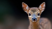 Young fawn close up portrait showing big eyes and nose against dark background, wildlife photography of baby deer in natural habitat.