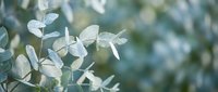 Soft eucalyptus leaves with silvery green foliage creating natural botanical background for wellness and spa design projects.