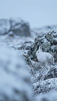 Arctic hare in winter camouflage sitting among snow-covered rocks and vegetation in harsh mountain wilderness during cold season.