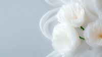 Delicate white garden roses with soft petals against light background, creating ethereal romantic mood for wedding invitations and feminine designs.
