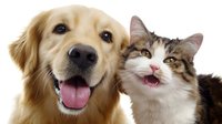 Happy golden retriever and calico cat together showing friendly expressions and open mouths against white background, isolated for pet care and veterinary marketing.