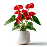 Red anthurium houseplant with glossy heart-shaped flowers in modern white ceramic pot isolated on white background for home decor and interior design.