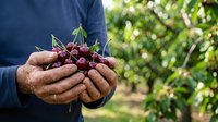 Farmer holding fresh dark red cherries in cupped hands at harvest time in orchard garden, agricultural produce and farming concept.