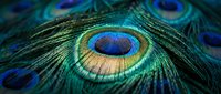 Stunning peacock feather close-up showcasing vibrant iridescent colors and intricate natural patterns for luxury design projects and decorative purposes.