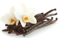 Aromatic vanilla pods with delicate white orchid flowers on white background for culinary and spa design projects.