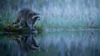 Raccoon drinking water from pond with perfect reflection in natural wetland habitat during rainfall creating peaceful wildlife scene.