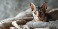 Adorable tabby cat with striking green eyes resting comfortably on soft linen bedding in warm natural light creating cozy domestic atmosphere.